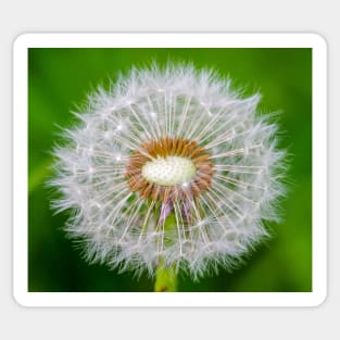 Dandelion Sticker